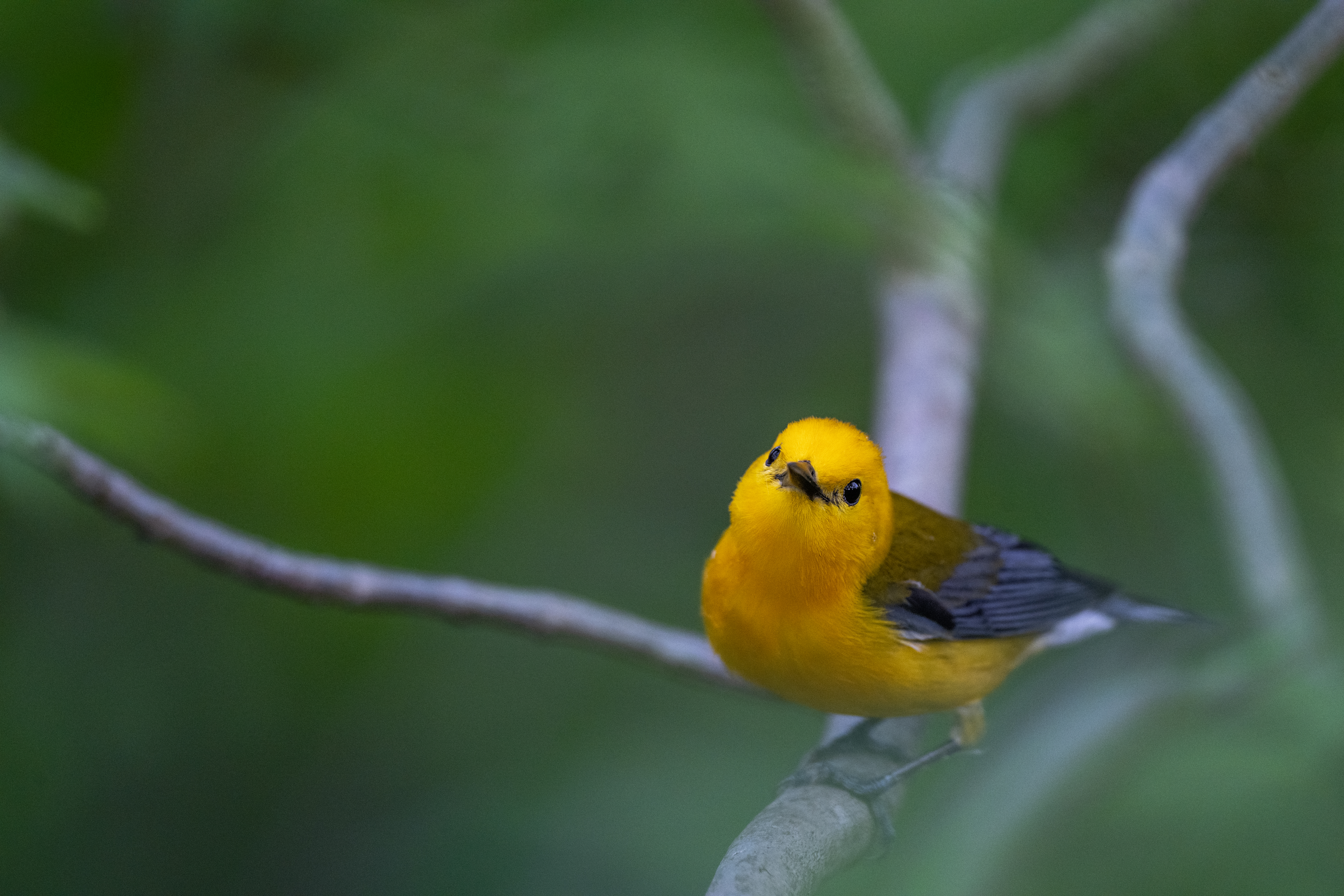 Prothonotary warbler